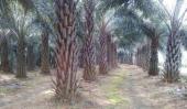 廣東省湛江市花村綠化苗木種植基地——綠意盎然的自然瑰寶