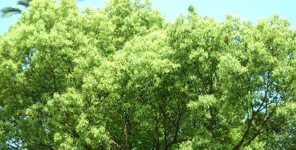 香樟樹價格及種植方法詳解